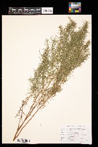 Artemisia campestris image