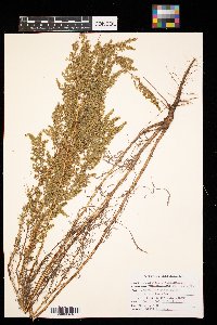 Artemisia campestris image