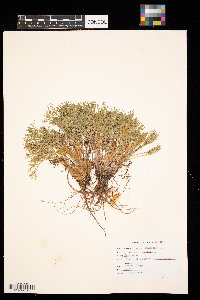 Artemisia campestris image