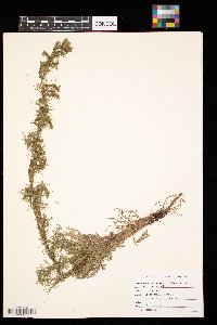 Artemisia campestris image