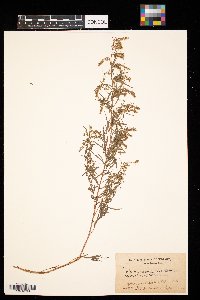 Artemisia dracunculus image