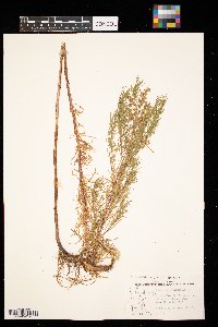 Artemisia dracunculus image