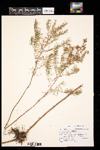 Artemisia dracunculus image