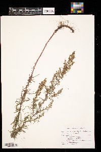 Artemisia dracunculus image