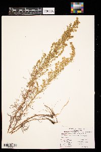 Artemisia dracunculus image