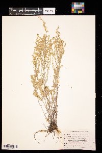 Artemisia frigida image