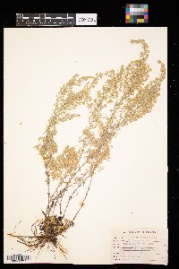 Artemisia frigida image