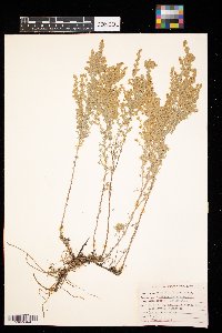 Artemisia frigida image