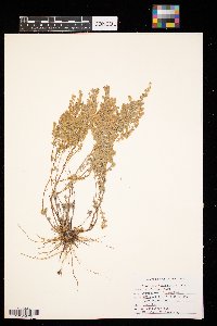 Artemisia frigida image