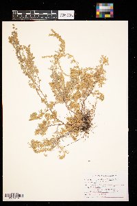 Artemisia frigida image