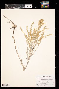 Artemisia frigida image