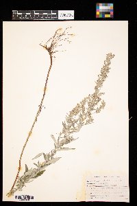 Artemisia ludoviciana image