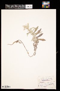 Artemisia ludoviciana image