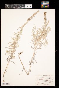 Artemisia ludoviciana image