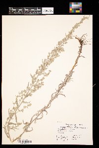 Artemisia ludoviciana image