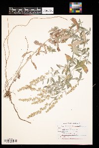 Artemisia ludoviciana image