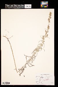 Artemisia ludoviciana image