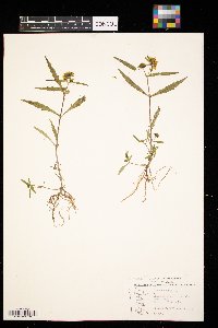 Bidens cernua image