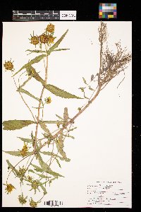 Bidens cernua image