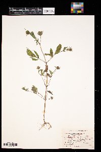 Bidens frondosa image