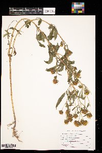 Bidens frondosa image