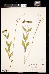 Bidens tripartita image