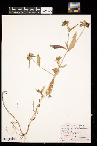 Bidens tripartita image