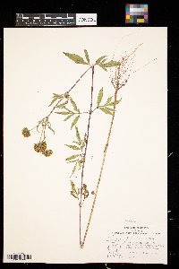 Bidens vulgata image