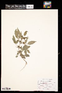 Bidens vulgata image