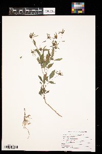 Bidens vulgata image