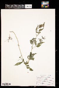 Bidens vulgata image