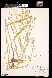 Boltonia asteroides image