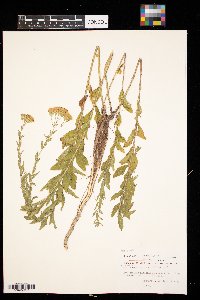 Brickellia eupatorioides image