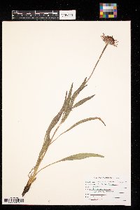 Echinacea purpurea image