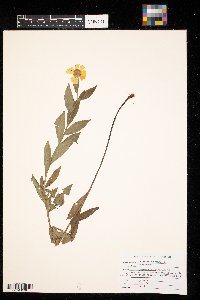 Helenium autumnale image