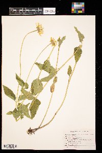 Heliopsis helianthoides image