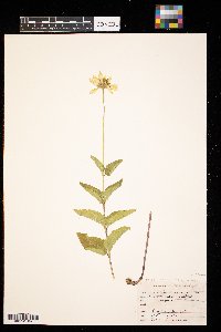 Heliopsis helianthoides image