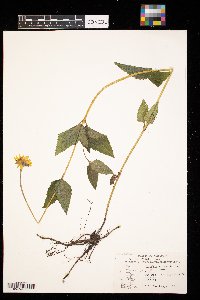 Heliopsis helianthoides image