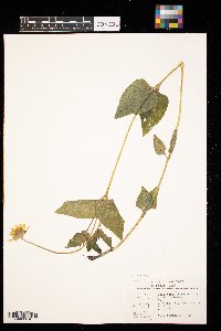 Heliopsis helianthoides image