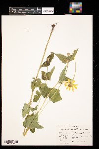 Heliopsis helianthoides image