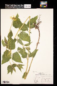 Heliopsis helianthoides image