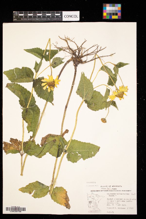 Heliopsis helianthoides image