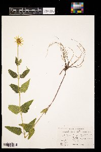 Heliopsis helianthoides image