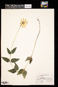 Heliopsis helianthoides image