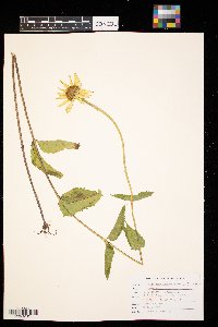 Heliopsis helianthoides image