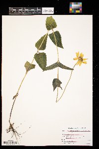 Heliopsis helianthoides image