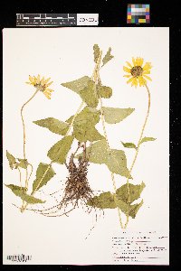 Heliopsis helianthoides image