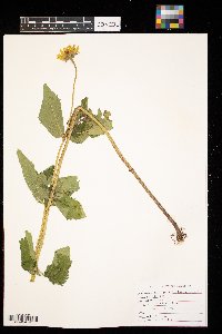 Heliopsis helianthoides image