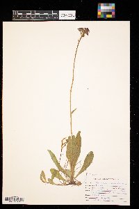 Hieracium aurantiacum image