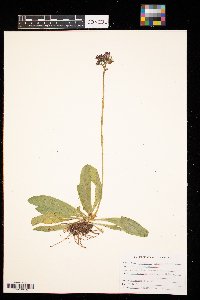 Hieracium aurantiacum image